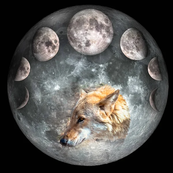 Cabeza Lobo Dentro Del Collage Luna Llena Fases Luna Aislada —  Fotos de Stock