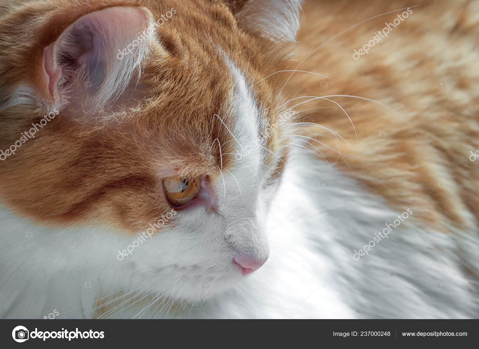 Portrait Rapproche Chat Rouge Avec Des Taches Blanches Regardant Cote Image Libre De Droit Par Elf 11 C Portrait Rapproche Chat Rouge Avec Des Taches Blanches Regardant Cote Image Libre De Droit Par Elf 11 C