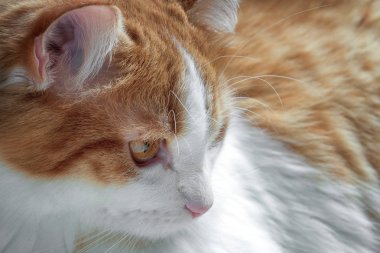 Kırmızı kedi portre kadar beyaz noktalar yana doğru seyir kapatın.