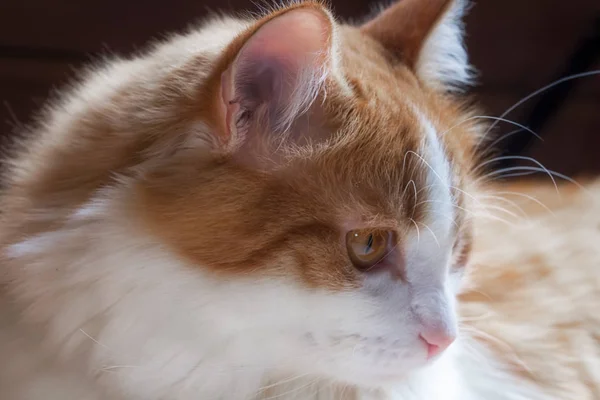 ปแมวส แดงท ขาวมองไปด านข — ภาพถ่ายสต็อก