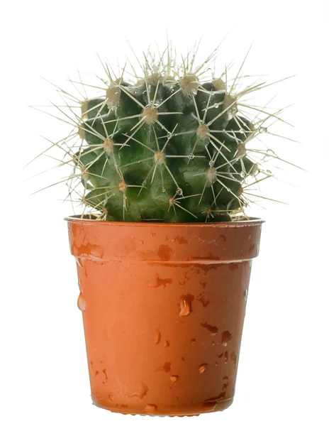 Kleine Bolvormige Maxomys Natte Cactus Een Kunststof Pot Zijaanzicht Geïsoleerd — Stockfoto