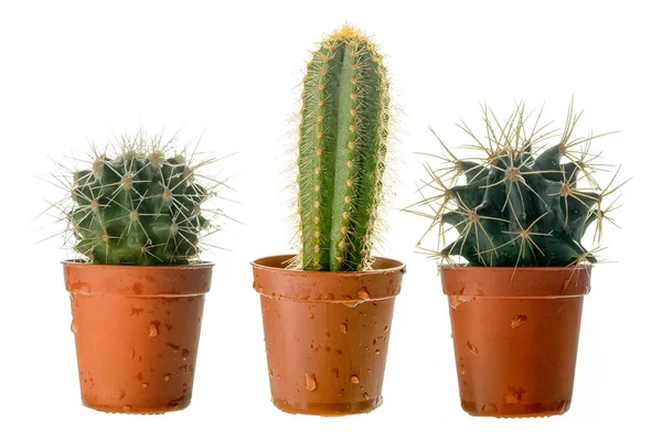 Set Tre Cactus Una Pentola Plastica Vista Laterale Isolati Sfondo — Foto Stock