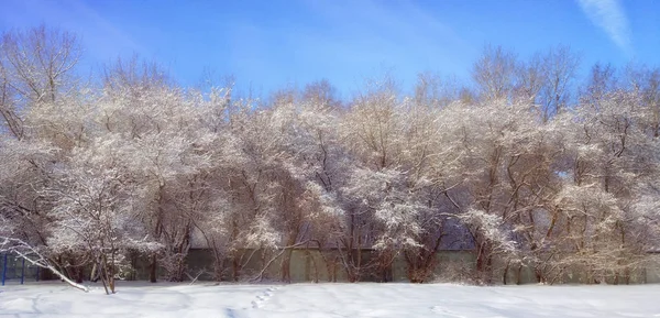 Árboles Nevados Una Fila Cerca Valla Paisaje Invierno —  Fotos de Stock