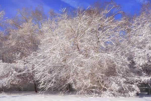 Árvores Nevadas Paisagem Inverno — Fotografia de Stock