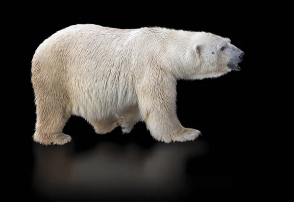 Polar bear isolated on black background with reflection. — Stock Photo, Image