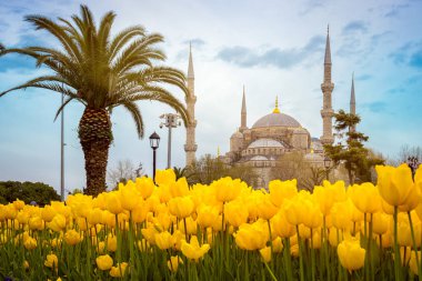 Sultan Camii (Sultan Ahmet Camii), İstanbul, Türkiye. Güzel bir bahar gününde ilk sahnede palmiye ağacı ve sarı laleler.