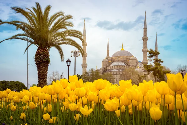 Mezquita Azul Sultan Ahmet Camii Estambul Turquía Palmera Tulipanes Amarillos —  Fotos de Stock
