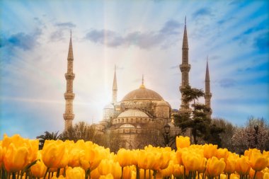 Sultan Ahmet Camii, İstanbul, Türkiye' de Sultan Ahmet Camii'nden güneş ışınları. Güzel bir bahar gününde ilk sahnede sarı laleler.