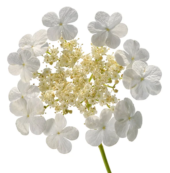 Flor Viburnum Blanco Como Nieve Aislada Sobre Fondo Blanco —  Fotos de Stock