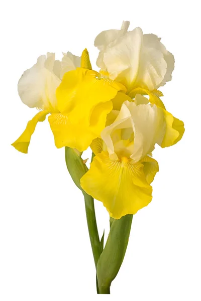 在白色背景查出的黄色和白色长胡子虹膜花 — 图库照片