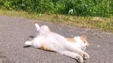 Kırmızı ve beyaz kedi yumurtlama ve yolda sırtüstü yuvarlanma.