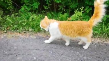 Kedi yol boyunca yürür ve onu koklar ve devam eden köpek, karşılar. Panik ve korku yok, sadece sıradan bir toplantı..