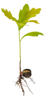 Beyaz arka planda genç bir meşe ağacı filiz. Kökleri ve yaprakları ile meşe palamudu.