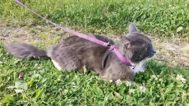 Gris avec des taches blanches chat se trouve au sol en plein air, attaché sur un harnais et une laisse .