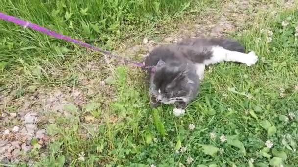 Gray with white spots cat refuses and protests against harness and leash. — Stock Video