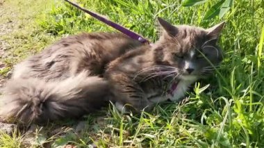 Beyaz lekeler ilerlemi olan gri kedi çimenlerin üzerinde bir tasma nın üzerinde yatıyor ve hoşnutsuzluk kuyruğu nu dövüyor.