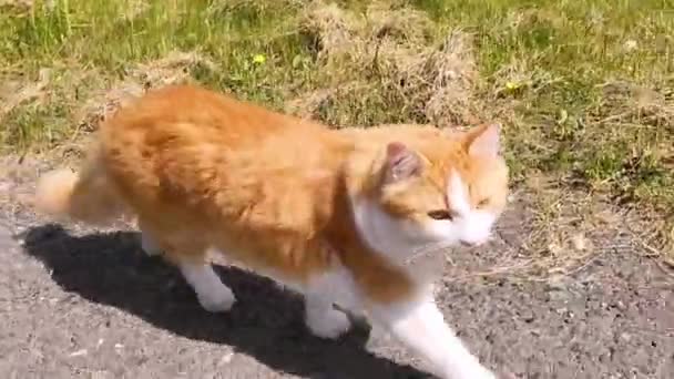 Gatto rosso e bianco con cane schnauzer in miniatura nero e argento che cammina sulla strada . — Video Stock