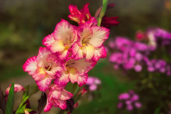 Gladiolus Kard Liliom Rózsaszín Sárga Gladiolus Virág Kertben — Stock Fotó