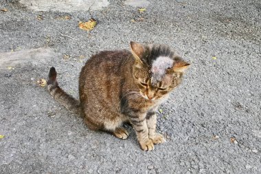 Sick cat with shingles on his bald head on the street. clipart