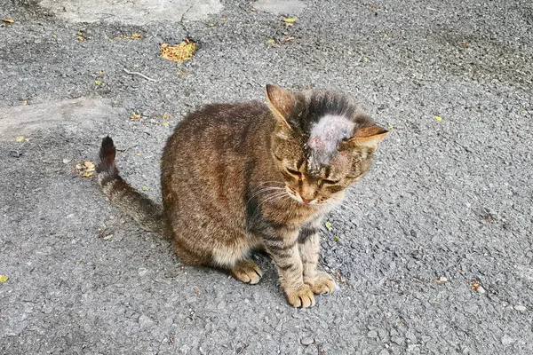 Sick Cat Shingles His Bald Head Street — Stock Photo, Image