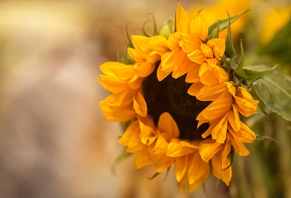 Fiore Girasole Sul Campo Con Spazio Copia — Foto Stock