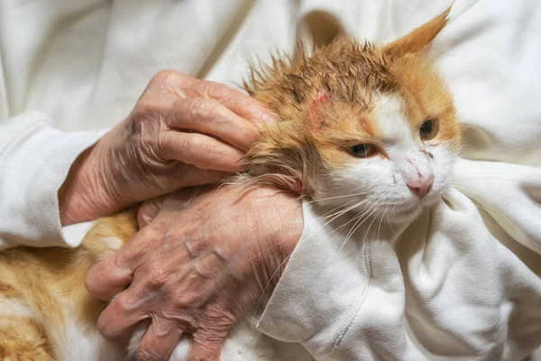 Wounded cat sits on hands after a fight with a dog with wounds on the head.