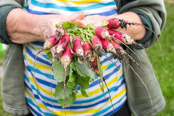 Sklizeň Ředkviček Rukou Farmáře Ženský Ruce Držící Čerstvě Úrodu Rostoucí — Stock fotografie