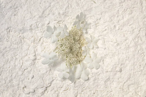 Viburnum Flat Cluster Small White Flowers Laying White Powder Background — Stock Fotó