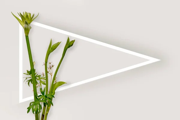 Tallos Hosta Marco Triangular Blanco Con Espacio Copia Sobre Fondo — Foto de Stock