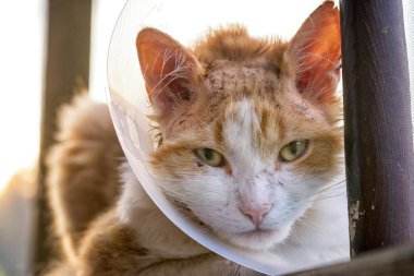 Yaralı turuncu kedi kafasında Elizabeth dönemi veterineri tasması vardı. Kafası yaralıydı ve çizilmişti. Çok üzgün görünüyordu..