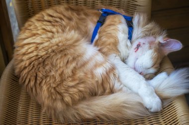 Kedi, iltihap çıkarmak için ameliyattan sonra yanağında iyileşen bir apse ile uyuyor..