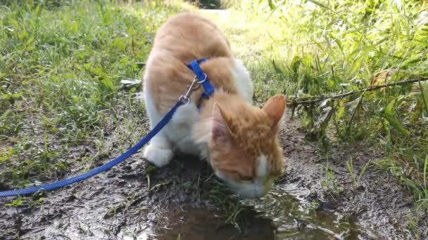 고양이는 물웅덩이에서 마신다 — 비디오