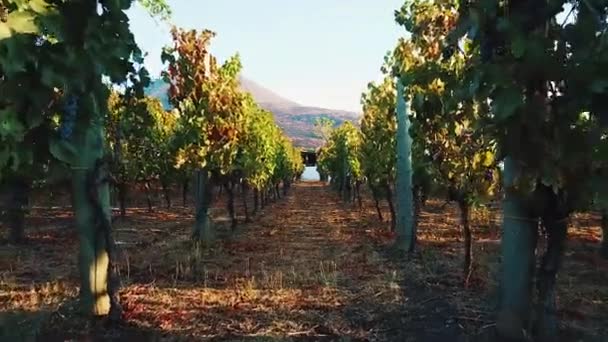 Grape Field Italy — Stock Video