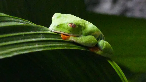 Sapo Folha — Fotografia de Stock