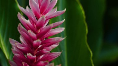 Pembe meyve bitki doğa