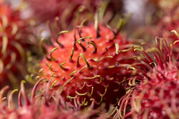 Fresh rambutan sweet delicious fruit of Thailand stock photo, looks like a virus