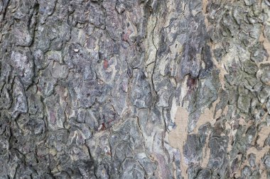 Genellikle kabuğu ile kaplıdır ağacın ana gövdesi,