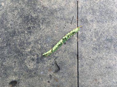 Demirhindi yaprakları koyu gri bir betona düşer..