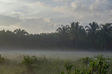Chumphon Eyaleti'nde yol boyunca sabah Doğa çim üzerinde Sis