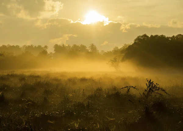 Nevoeiro sobre a grama De manhã Natureza ao longo do caminho na província de Chumphon — Fotografia de Stock