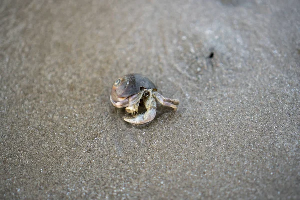 Caranguejos eremitas vivem na areia junto ao mar — Fotografia de Stock