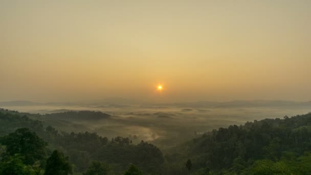 Timelapse Brouillard Sur Forêt Dans Vallée Des Vents Forts Soufflent — Video