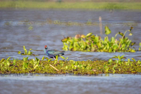 Madarak él és úszik az édesvízi tavak, a helyi madarak a worl — Stock Fotó