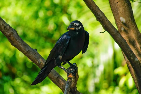 黒いカラスが枝にくっついている。それは前に探しています — ストック写真