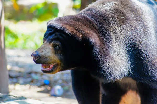 Oso sol malayo o oso miel, es un negro y la boca es yello —  Fotos de Stock