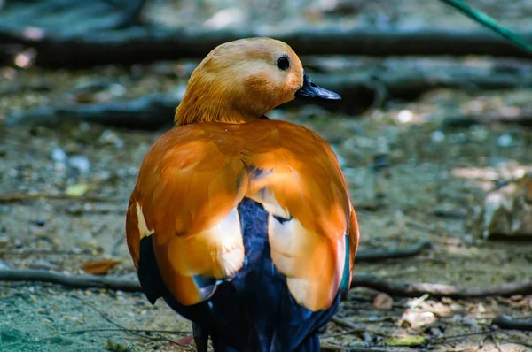 Ruddy turuncu kanatları ile yere yürüyen, seyir shelduck — Stok fotoğraf