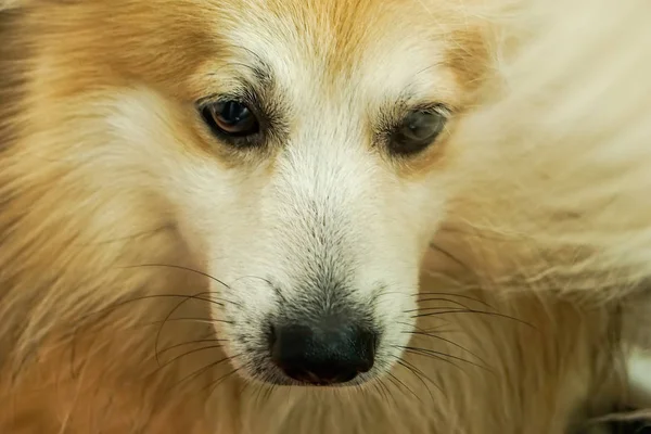 Dog head, brown and white fur. It is looking below.