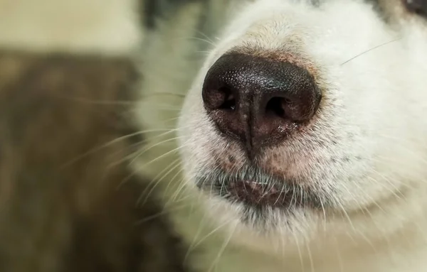 The nose area of Siberian dog. It has a black nose and white hair.