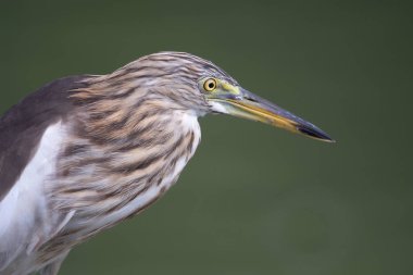 Çin Gölü Balıkçıl kuşunun başı ve vücudu. Açık yeşil arka planda