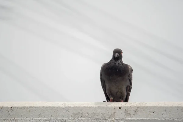 セメントレールに乗った灰色の鳩背景は白い空の背景 — ストック写真